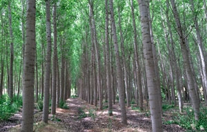 Explotación Forestal